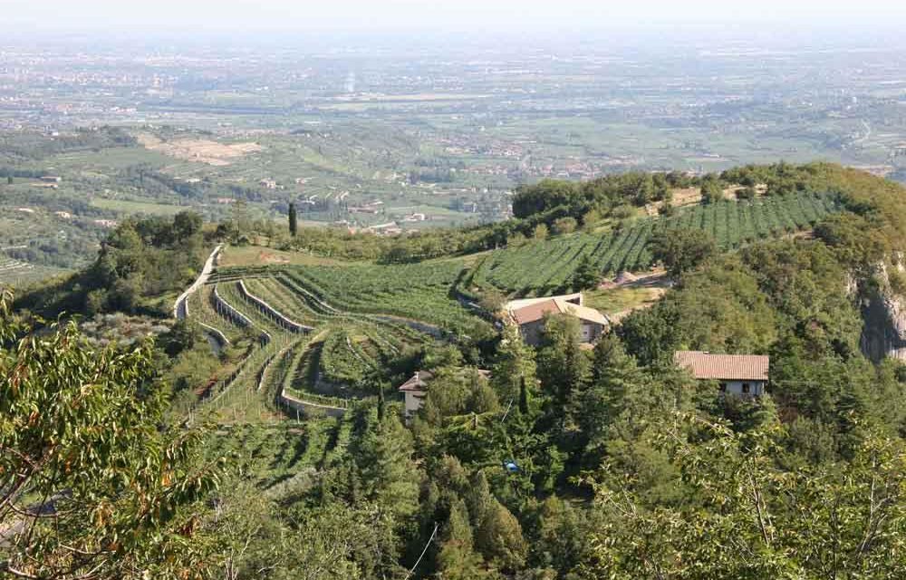 RACCONTARE IL VINO DI COLLINA