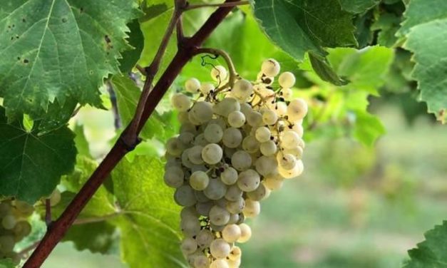 POLEMICA SUL PROSECCO: CONEGLIANO VALDOBBIADENE DOCG AUTONOMO?