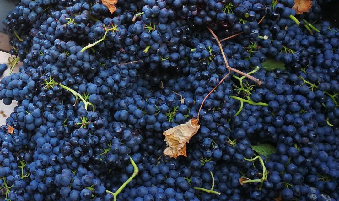 LOMBARDIA, TERRA DI VINI ECCELLENTI