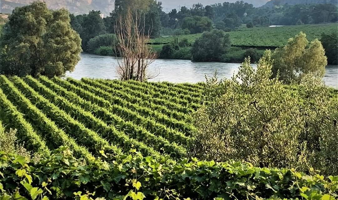 PINOT GRIGIO, BALZO SUI MERCATI ESTERI DEL 35%