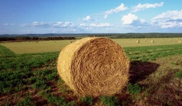 COLDIRETTI: IN ITALIA SOLO 7% GAS SERRA DA AGRICOLTURA