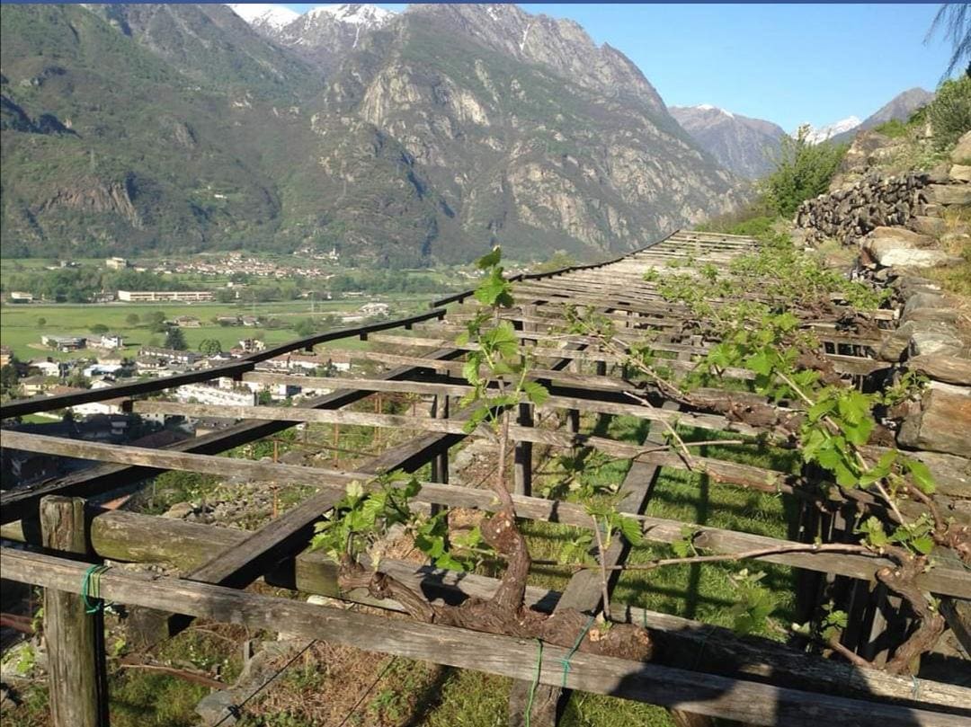 MONDIAL DES VINS EXTREMES 2020