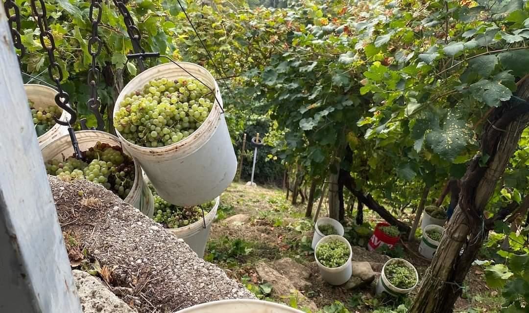 CONEGLIANO VALDOBBIADENE: BENE LA VENDEMMIA CHE ENFATIZZERÀ LE DIVERSE SOTTOZONE