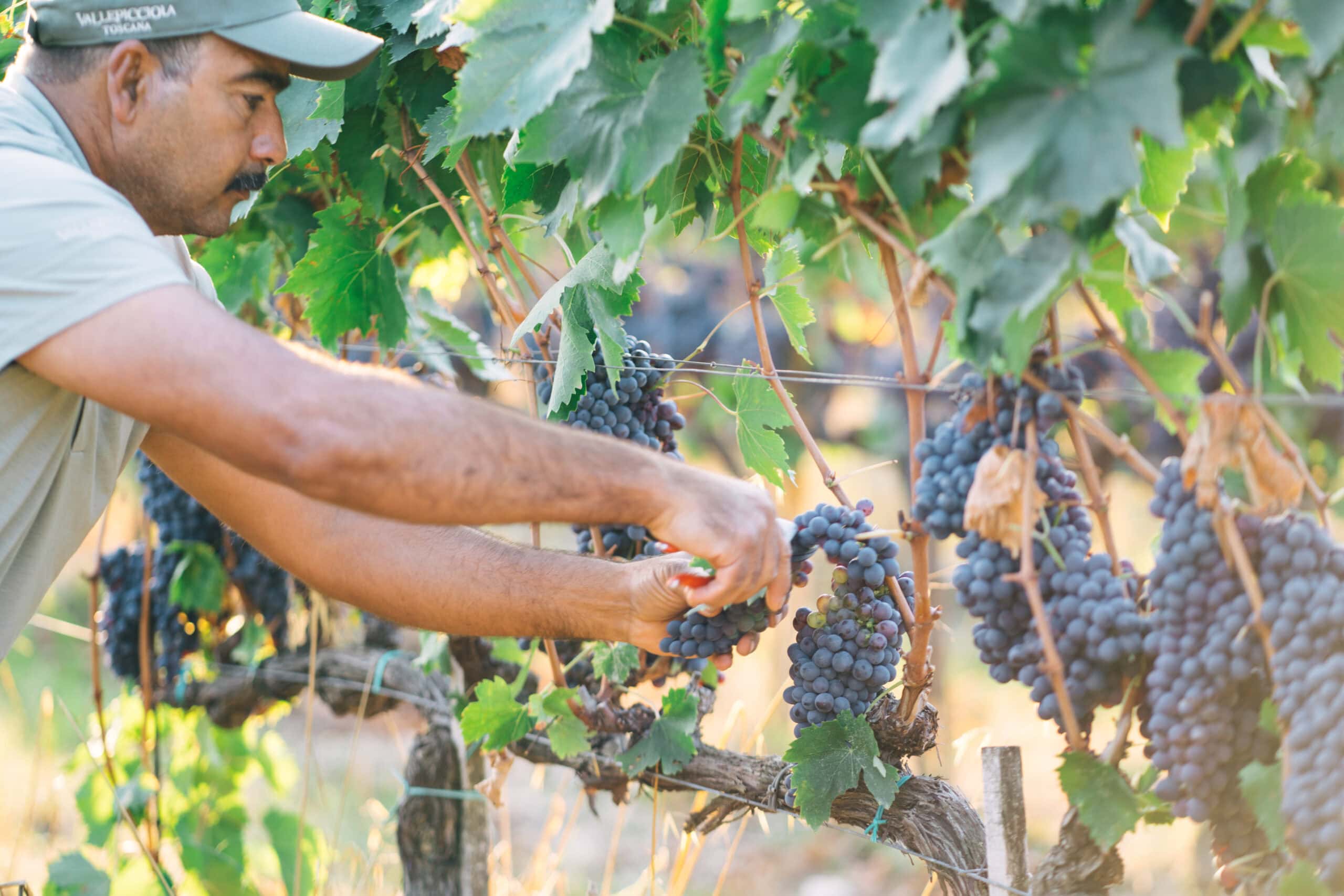 VENDEMMIA 2024 IN 5 REALTÀ VINICOLE D'ECCELLENZA