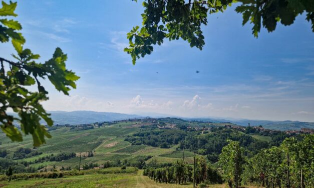 UNIONE ITALIANA VINI, SETTORE A UN BIVIO: QUALE FUTURO?