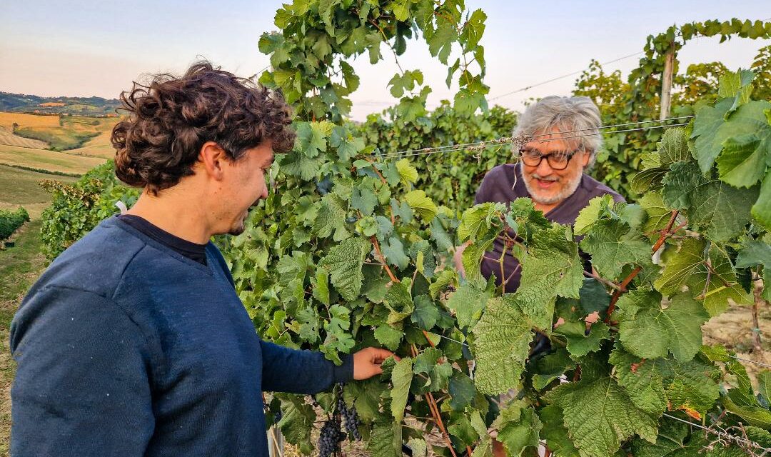 LA NOSTRA VENDEMMIA PIWI: LA RIVOLUZIONE DEI VITIGNI RESISTENTI