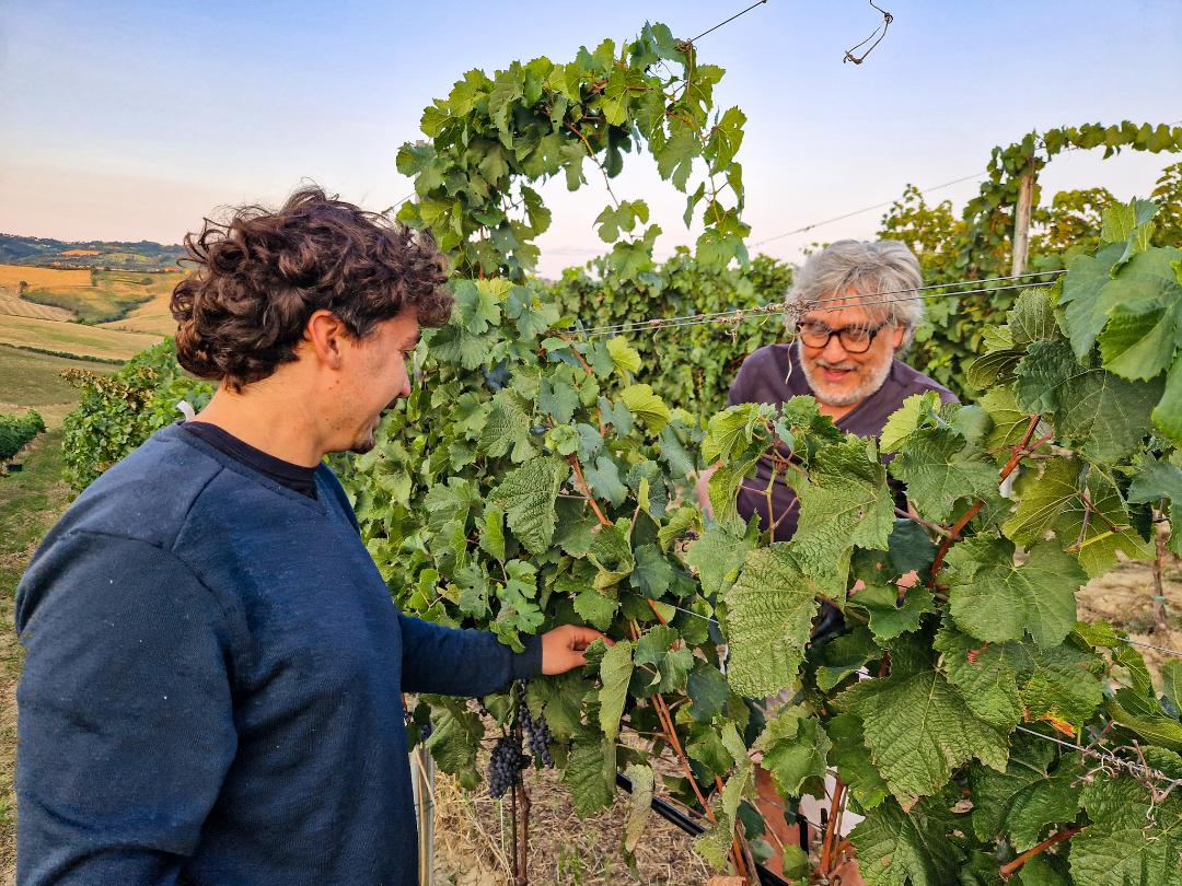 LA NOSTRA VENDEMMIA PIWI: LA RIVOLUZIONE DEI VITIGNI RESISTENTI