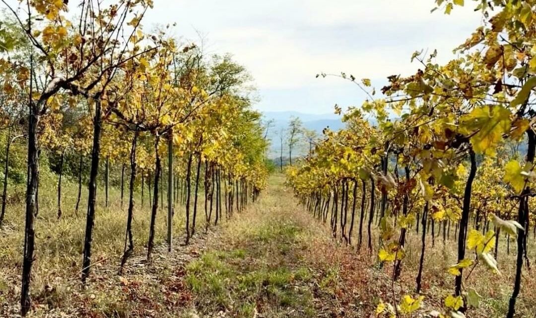 DAL VERTICE ONU DI BELÉM ALLE VIGNE ITALIANE: IL CLIMA DIVIDE LA POLITICA, MA UNISCE I VIGNAIOLI