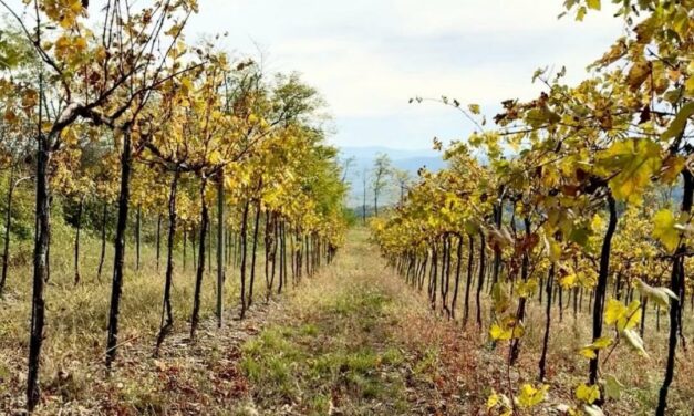 DAL VERTICE ONU IN BRASILE ALLE VIGNE ITALIANE: IL CLIMA DIVIDE LA POLITICA, MA UNISCE I VIGNAIOLI