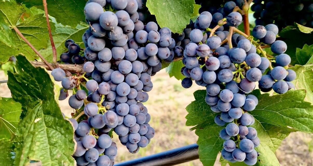 VIGNETO GLOBALE, NAPA VALLEY: VI SPIEGO PERCHÉ L’UVA RIMASTA IN VIGNA È IL VERO SEGNALE DELLA CRISI DEL VINO AMERICANO