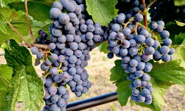VIGNETO GLOBALE, NAPA VALLEY: VI SPIEGO PERCHÉ L’UVA RIMASTA IN VIGNA È IL VERO SEGNALE DELLA CRISI DEL VINO AMERICANO