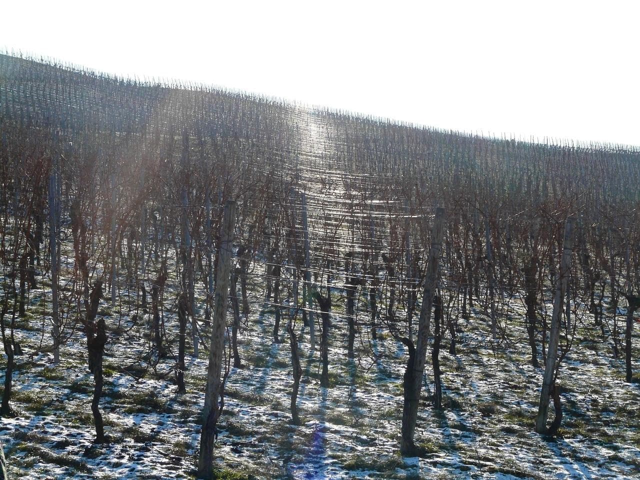 IL VINO NEL 2026: TRA NUOVI CONSUMI, MERCATI CHE CAMBIANO E IDENTITÀ DA DIFENDERE