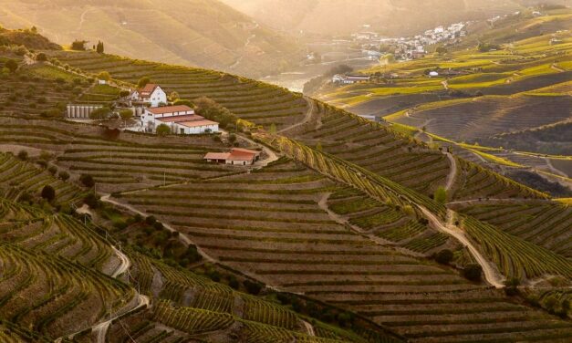 ENOTURISMO, LA VERA LEVA OGGI DEL VINO ITALIANO