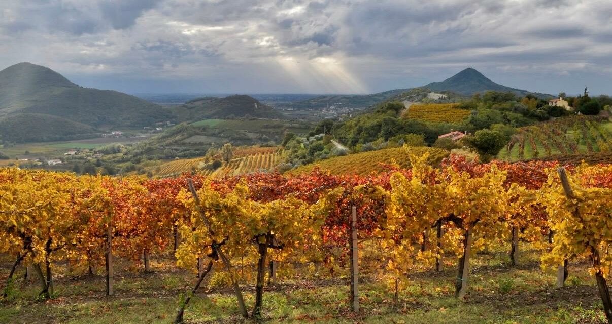 COLLI EUGANEI E FIOR D’ARANCIO: UN NUOVO RACCONTO AL VINITALY