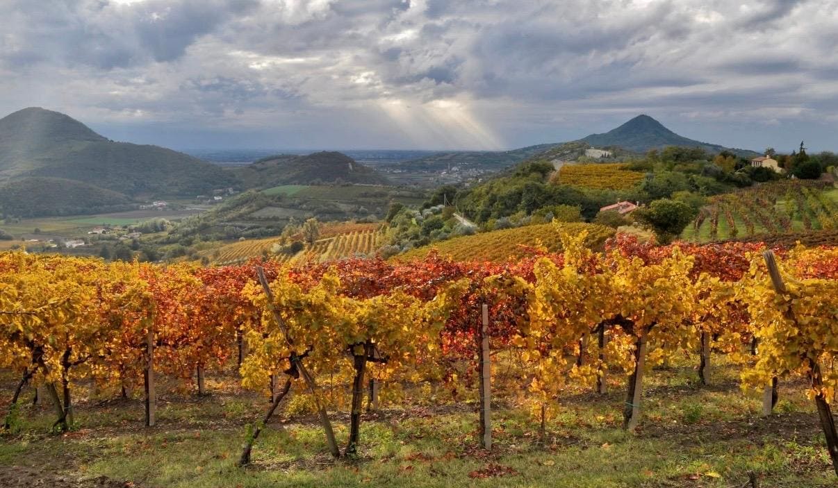 COLLI EUGANEI E FIOR D'ARANCIO: UN NUOVO RACCONTO AL VINITALY
