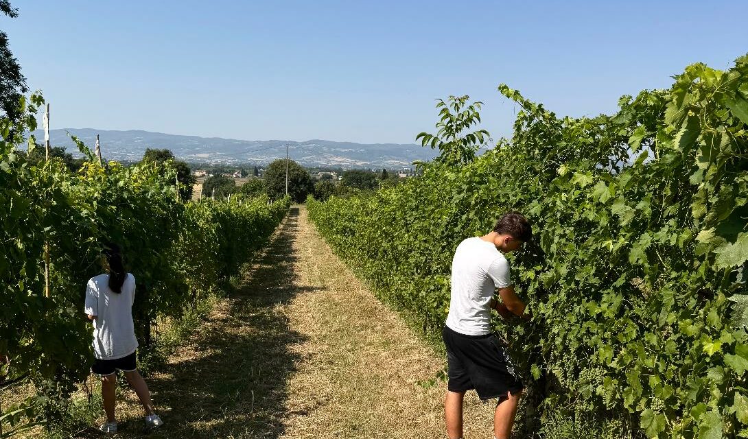 LA VENDEMMIA HA “ROTTO” IL CALENDARIO: COSÌ IL CALDO STA CAMBIANDO IL VINO ITALIANO
