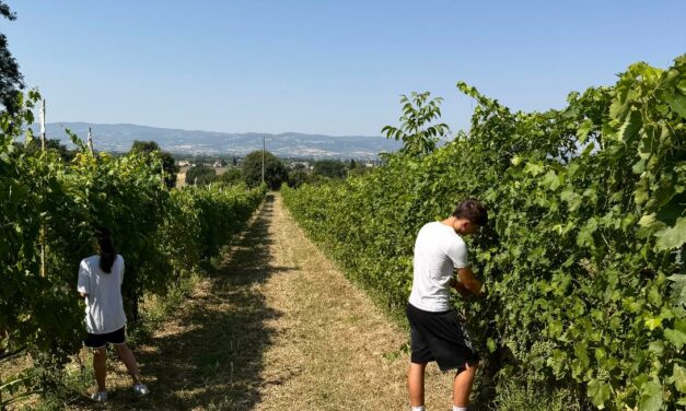 LA VENDEMMIA HA “ROTTO” IL CALENDARIO: COSÌ IL CALDO STA CAMBIANDO IL VINO ITALIANO