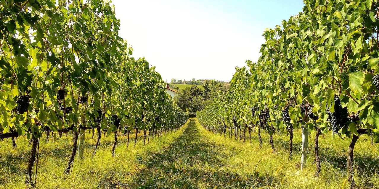 I Segreti di Villa Otto Lune: dove la Terra, la Luna e il  Sangiovese si incontrano a Covignano