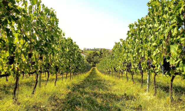I Segreti di Villa Otto Lune: dove la Terra, la Luna e il  Sangiovese si incontrano a Covignano