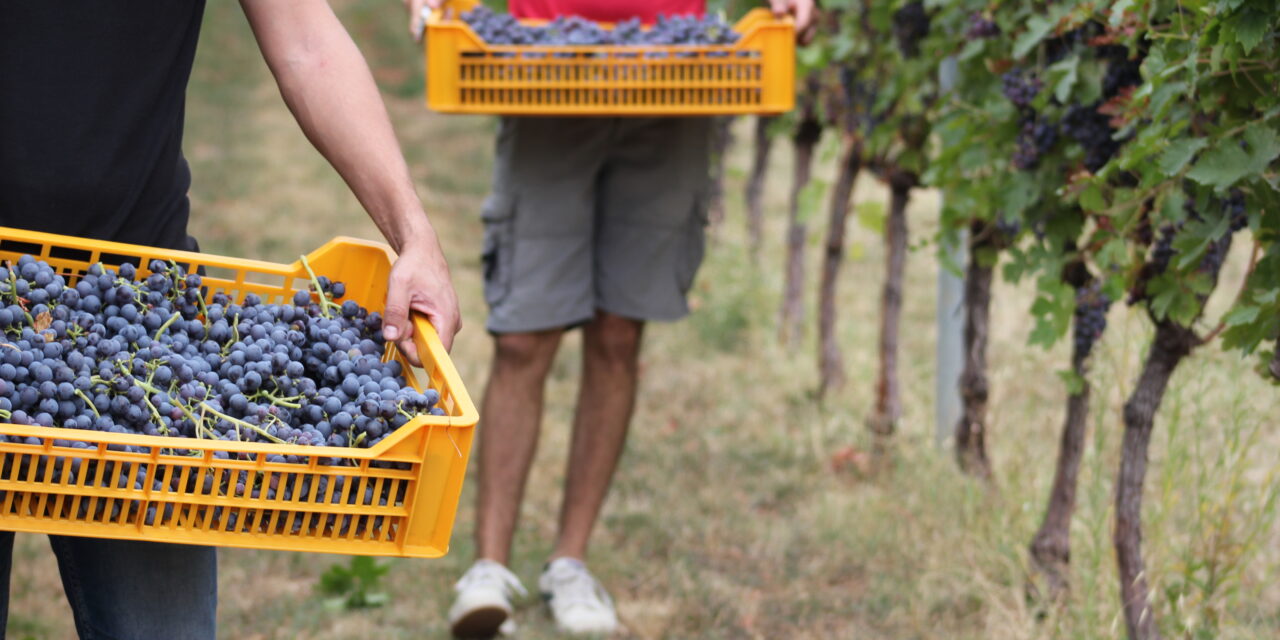 VALPOLICELLA, AL VIA LA VENDEMMIA IN ANTICIPO: UVE DI QUALITÀ, MA IL MERCATO PREOCCUPA