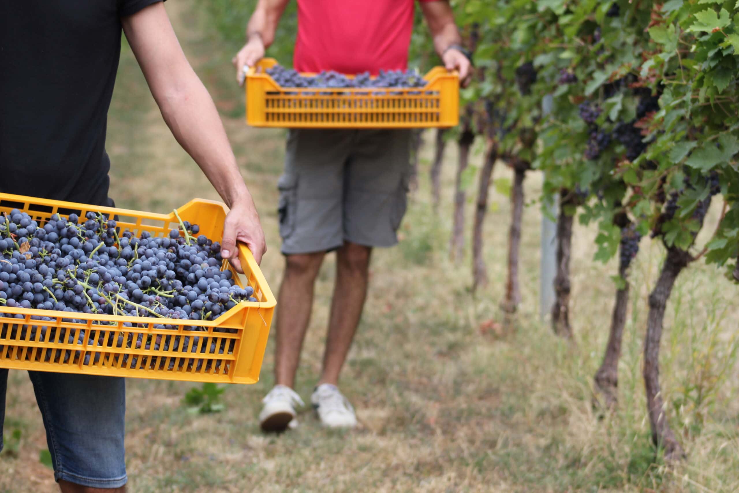 VALPOLICELLA, AL VIA LA VENDEMMIA IN ANTICIPO: UVE DI QUALITÀ, MA IL MERCATO PREOCCUPA