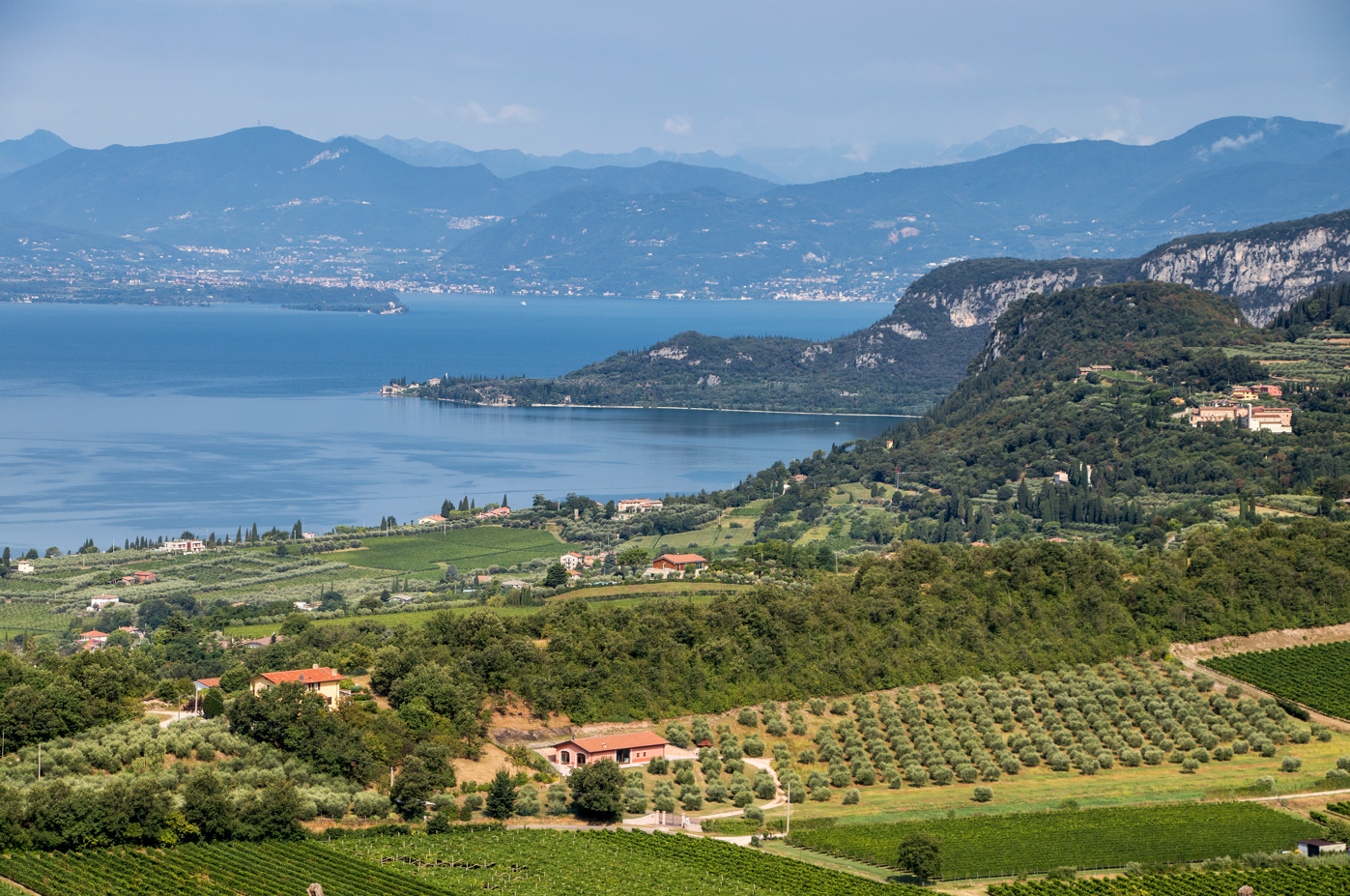 VENDEMMIA BARDOLINO 2026, UVE SANE NEL SEGNO DEL CENTENARIO DEL CONSORZIO