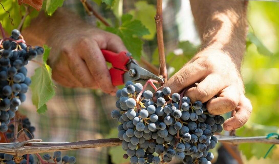 MODENA, TERRE DI VITE: DOVE IL VINO PARLA CON L’INTELLIGENZA DELLE MANI