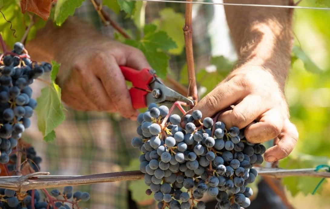 MODENA, TERRE DI VITE: DOVE IL VINO PARLA CON L'INTELLIGENZA DELLE MANI